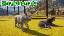 动物园建设37：研究出了黑老虎和白老虎！兽医功不可没