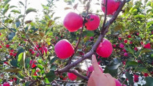 烟台苹果成熟的季节，大红灯笼高高挂，分享果农丰收的喜悦