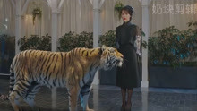 德鲁纳酒店：老虎在外流浪，张满月帮助它回到故乡