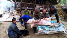 外公家杀年猪，200斤的土猪疯狂挣脱铁钩，场面一度失控，很刺激