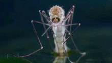 一只蚊子的诞生，经历过卵，幼虫，蛹，成虫，一般只需要12天左右