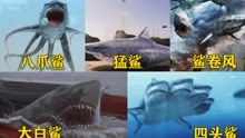 五部电影中的变异鱼怪，哪一条比较厉害？鲨鱼成群结对冲向海边