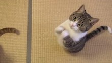 爆笑：可爱猫咪视频大合集
