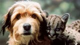 丛林赤子心：仗义狗狗为救小豹，与狼斗，与熊斗，与豹斗，胜！