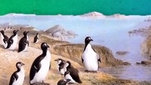 历史未解之谜 北极企鹅大海雀
