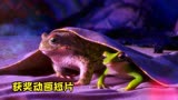 奥斯卡获奖短片《花园派对》：一群青蛙的狂欢，结局有点意思