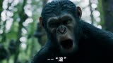 猩球崛起2：黑猩猩一招干倒大棕熊，疯狂的猩猩军团竟然会用人类