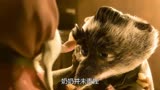 《疯狂动物城+》他凭什么能成为疯狂动物城最伟大的“教父”