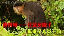 世界唯一一只杂交猴子，还能繁衍后代，据说是人类干的