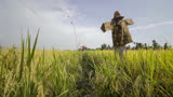 《稻草人》讲了几个故事：为保护庄稼无力回天