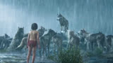 《奇幻森林》男孩从小被丢弃在森林，由狼群抚养长大#电影推荐