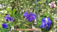 Clitoria ternatea L蝶豆