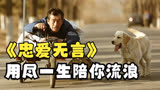 《忠爱无言》中国版忠犬八，小狗为残疾老人拉车十年