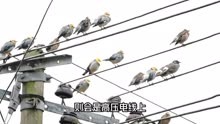 一群鸟儿停在电线上休息，不料集体起飞时，高压线竟忽然爆炸！