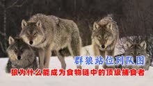 一张狼群列队站位图说明，狼为什么能成为食物链中的顶级捕食者