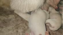 五十斤大黄配45斤种母妞妞，唯一一个白面小公狗