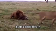 狮子正在吃饭，突然遭到鳄鱼抢食，吓得狮子不敢靠近！