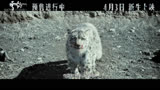 《雪豹》：一只雪豹闯进了一家牧民的羊圈，咬死了九只羯羊