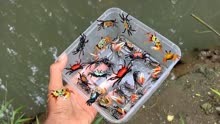 野外探索发现超过的小螃蟹、小龙虾，你认识多少种？