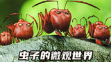 红黑蚂蚁间的大战，人类扔的垃圾成了武器《昆虫总动员》