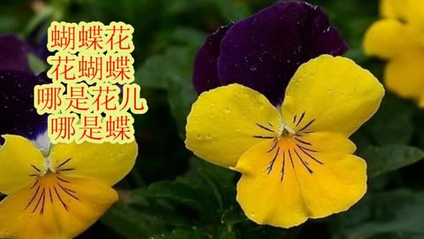 早教兒歌童謠三百首之二:花和蝶