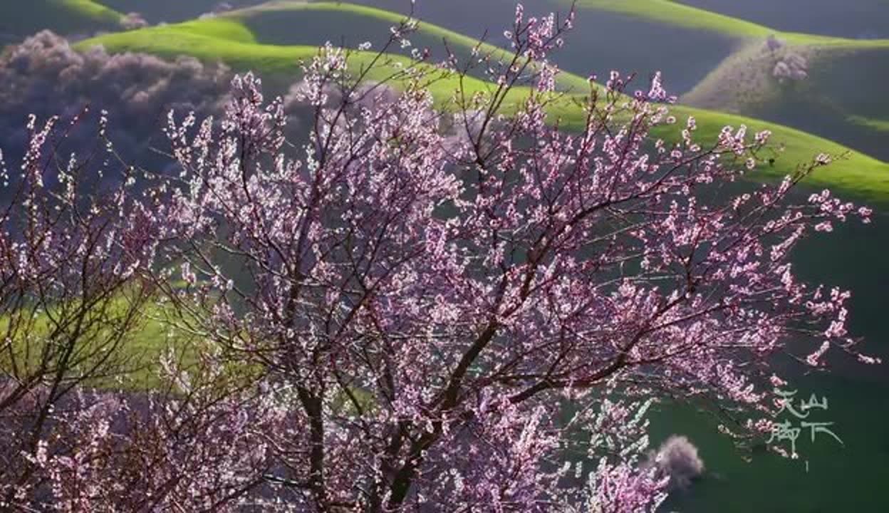 天山脚下第一集图片