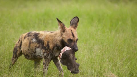 野狗猎杀小野猪,猪妈妈居然熟视无睹,最后终于爆发了!