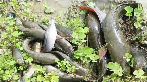 雨過天晴,水溝裡野魚氾濫,小媳婦捉魚好開心