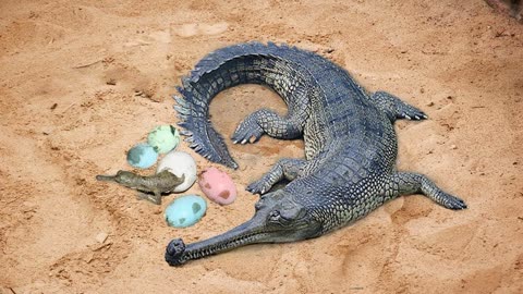 鳄鱼繁殖过程图片