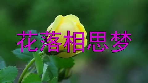 花落相思梦原唱图片