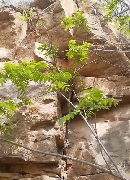 小樹在石頭縫裡頑強生長遲早是一顆參天大樹不管頂多大的壓力也要積極