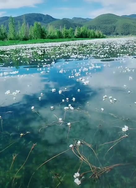 瀘沽湖的水性楊花已經開了為什麼你還沒來呢瀘沽湖