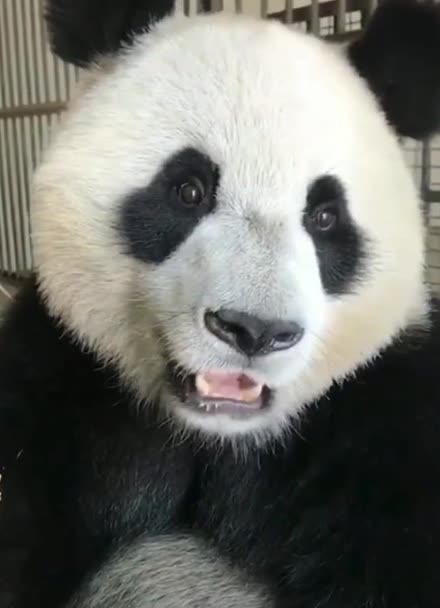 张大嘴的熊猫图片