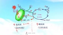 [图]高中生物光合作用的过程