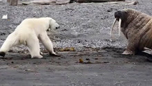实拍北极熊捕杀3吨重海象，饥饿让它丧失理智，结局让人心塞！