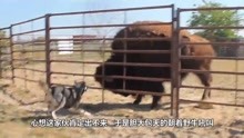 800斤美洲野牛把狼当屁股垫，猛地往下一坐，接下来憋住别笑