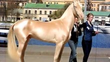 超罕见马种，被称为“来自天堂的马”，一匹马值十辆法拉利？