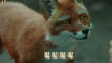 一首《狐狸怎么叫》MV-《赤狐书生》推广曲，舞蹈很魔性