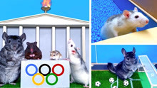 爱玩的仓鼠：第一届动物奥运会，仓鼠vs栗鼠！