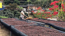 云南普洱咖啡大丰收，看看地道的中国咖啡，是怎样采摘晾晒的