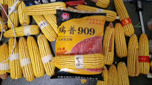 最高亩产可达1900斤，抗旱耐瘠薄高产玉米品种，瑞普909。