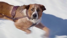 野性的呼唤：被园丁偷走，卖到了严寒的阿拉斯加，成为了雪橇犬