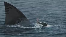 夺命巨鲨：维哥最后还是失去了被救的机会牺牲了