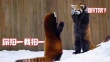和大熊猫同属一科的小熊猫，其本质却并非熊科！