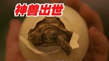 小乌龟大战哥斯拉，日本治愈电影《小勇士卡美拉》