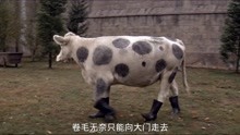 两人伪装成一只奶牛，却因太过逼真而被公牛盯上