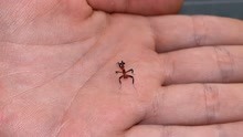全程见证，兰花螳螂从幼虫到成虫进化过程