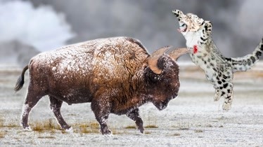 給雪豹致命一擊的雪牛救了寶寶的命雪豹vs犛牛野生動物之戰