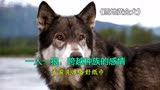 雪地黄金犬：一人一狼，跨域种族的感情。