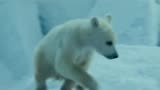 北极大冒险：男孩带领北极熊宝宝，穿越冰层，帮它找到了妈妈
